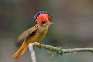 Amazonekroontiran - Onychorynchus coronatus Amazonekroontiran - Onychorynchus coronatus